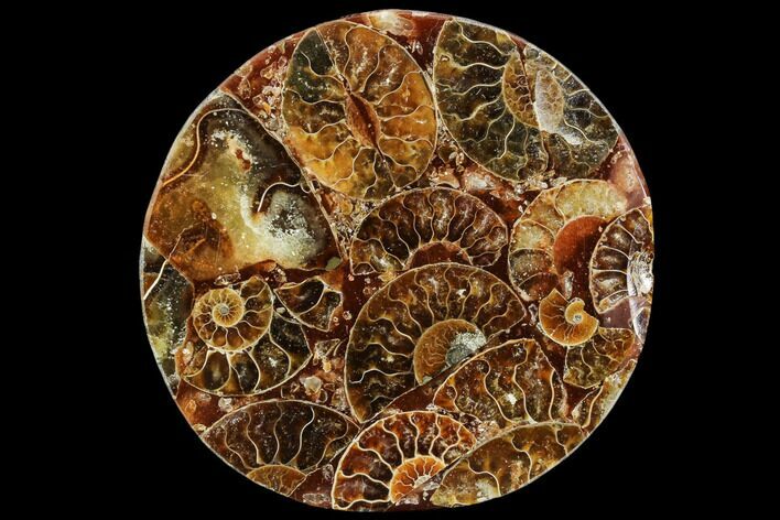 Composite Plate Of Agatized Ammonite Fossils #107319